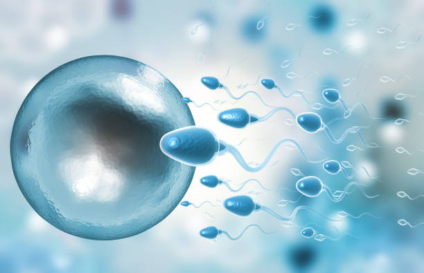 Picture1(79) Illustration of sperm cells swimming toward a large egg cell, illustrating fertilization.