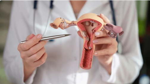 Medical professional in a white coat holds a detailed uterus model with fallopian tubes, using forceps for demonstration.